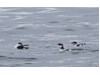 Photo of Brachyramphus marmoratus